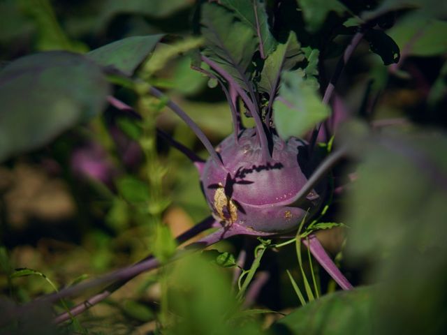 Kohlrabipflanze auf dem Feld