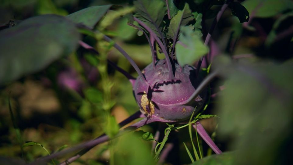 Kohlrabipflanze auf dem Feld
