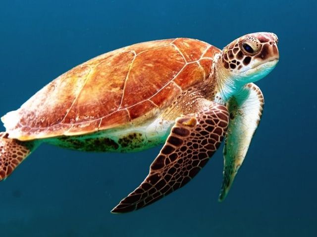 Meeresschildkröte in dunkelblauem Wasser