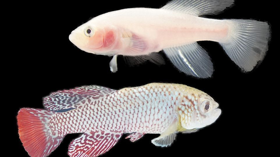 Fisch der klara-Linie im Vergleich zum Wildtyp