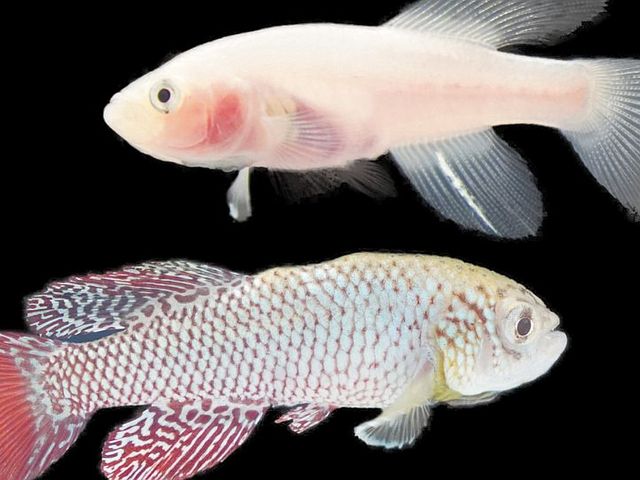 [Translate to english:] Weiblicher Fisch der transparenten klara-Linie