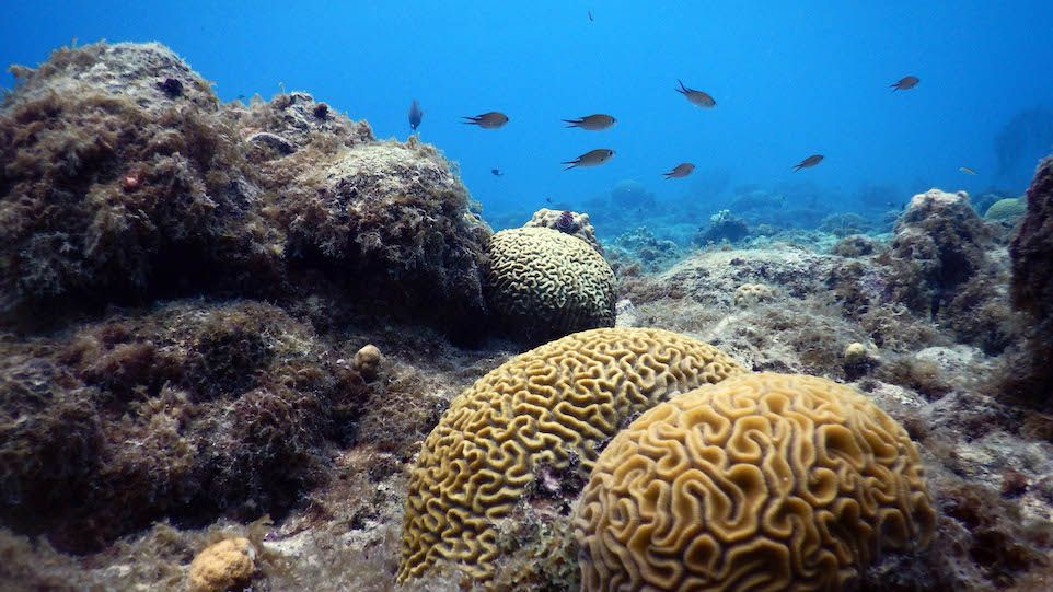 Von Algen dominiertes Korallenriff
