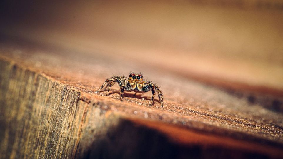 Spinne auf einem Stück Holz