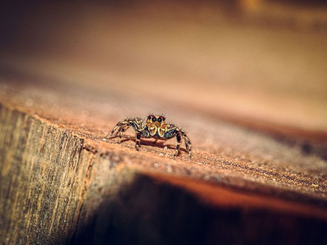 Spinne auf einem Stück Holz
