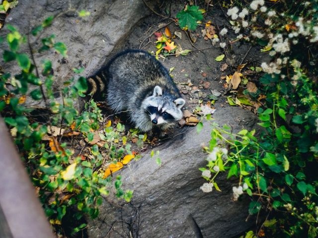 Waschbär