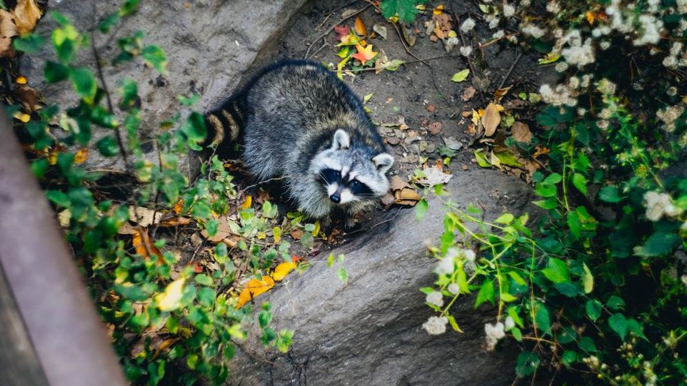 Waschbär