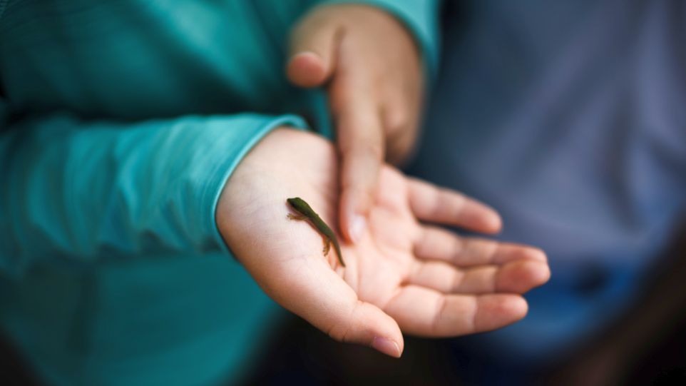 Salamanderbaby auf einer Kinderhand