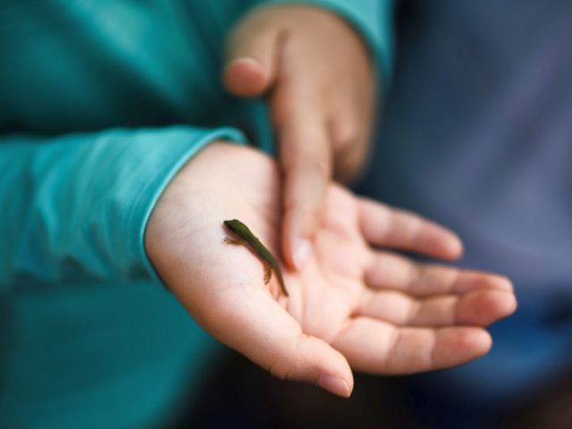 Salamanderbaby auf einer Kinderhand