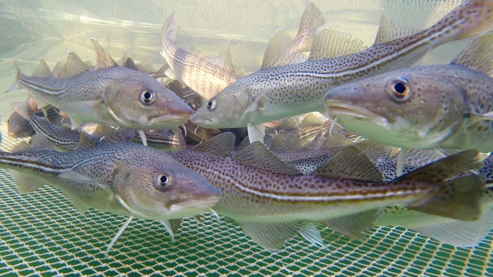 Dorsche in Aquakultur