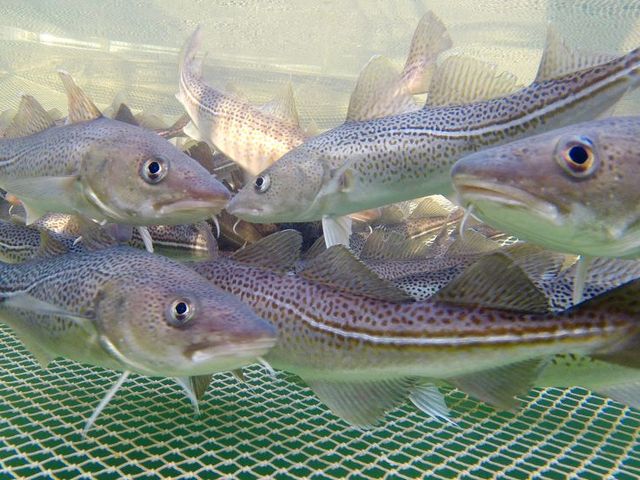 Dorsche in Aquakultur