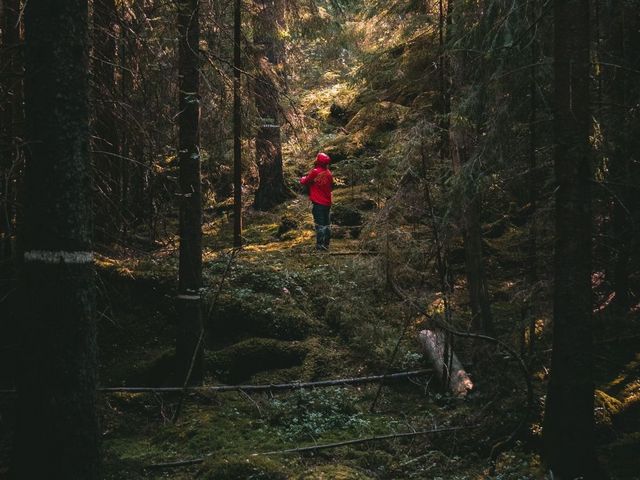 Rückenansicht einer Person im Wald