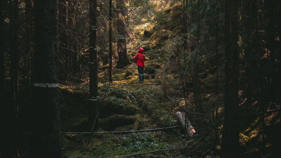Rückenansicht einer Person im Wald