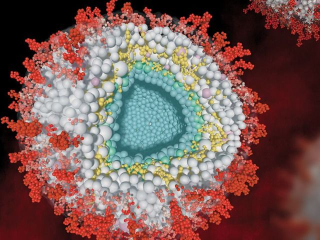 Modell eines Herpesvirus im Querschnitt