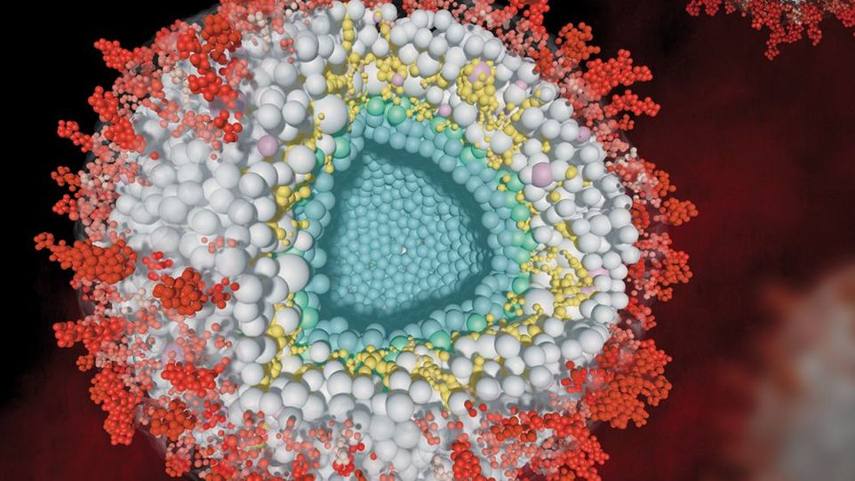 Modell herpesviraler Virionen mit viralen Glykoproteinen (rot), die in eine Membran (transparent) integriert sind. Die Membran umschließt Tegumentproteine des Virus (grau) und assimilierte Wirtsproteine (rosa). Das Tegumentprotein UL32 ist gelb markiert Modell eines Herpesvirus im Querschnitt