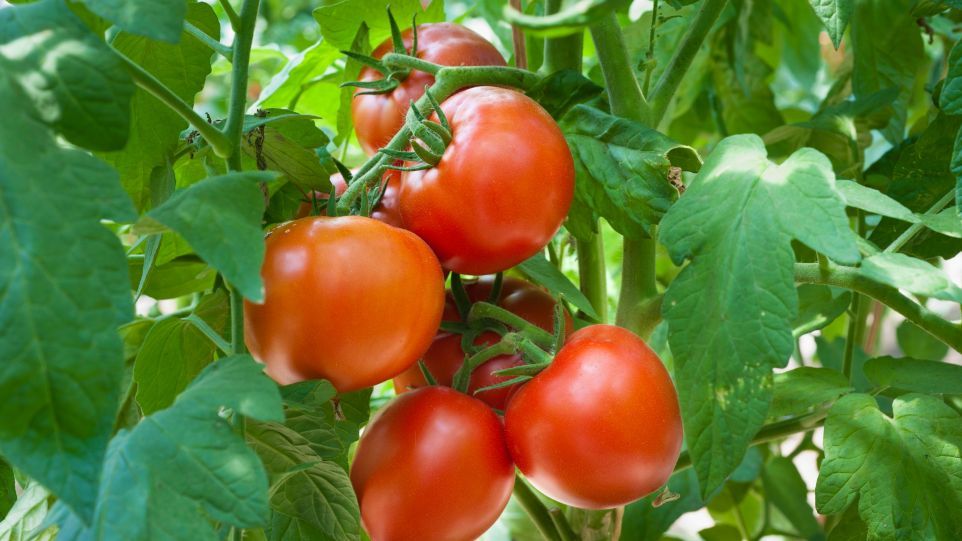 Nahaufnahme eines Tomatenstrauchs