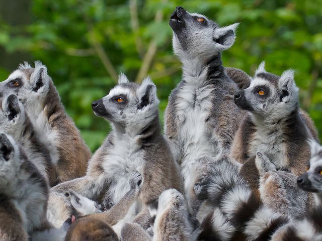 Gruppe von Lemuren