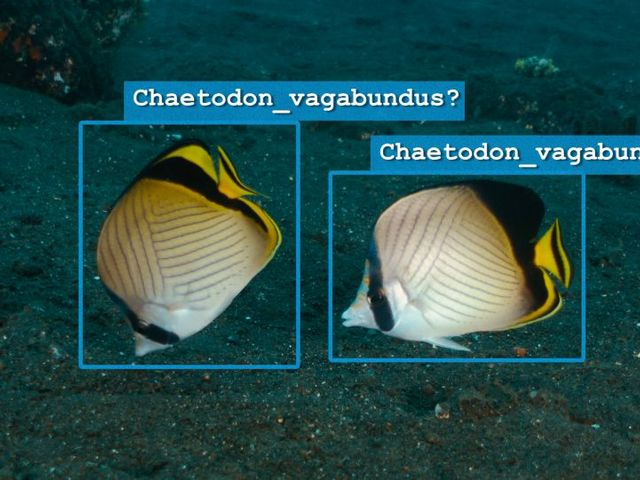 Unterwasseraufnahme von zwei Fischen auf sandigem Meeresboden. Beide Fische sind von einem Erkennungssystem markiert.