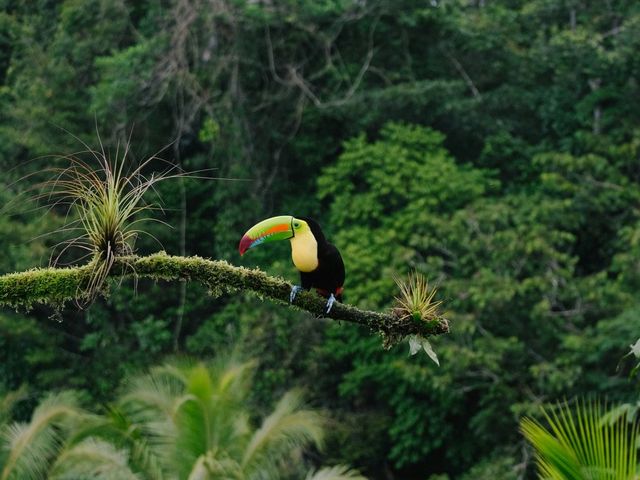 Tucan auf einem Ast im Regenwald 