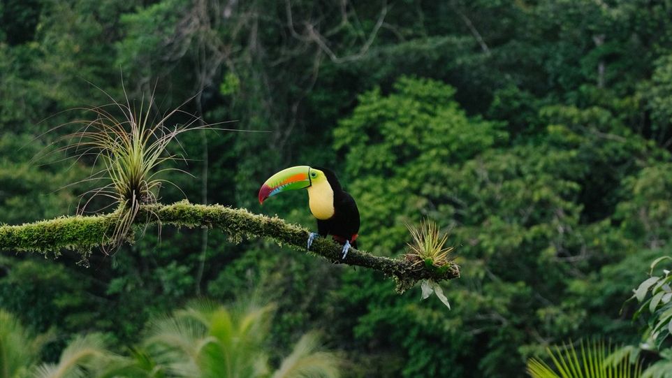 Tucan auf einem Ast im Regenwald