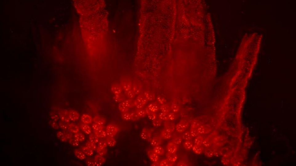 Fluoreszenzmikroskopische Aufnahme von Darmzellen