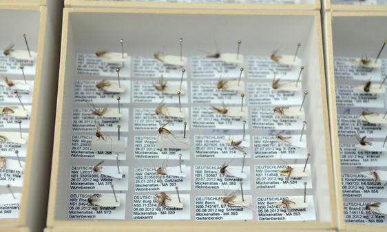 "Mückenatlas" (Mosquito Atlas) Mosquitoes on display