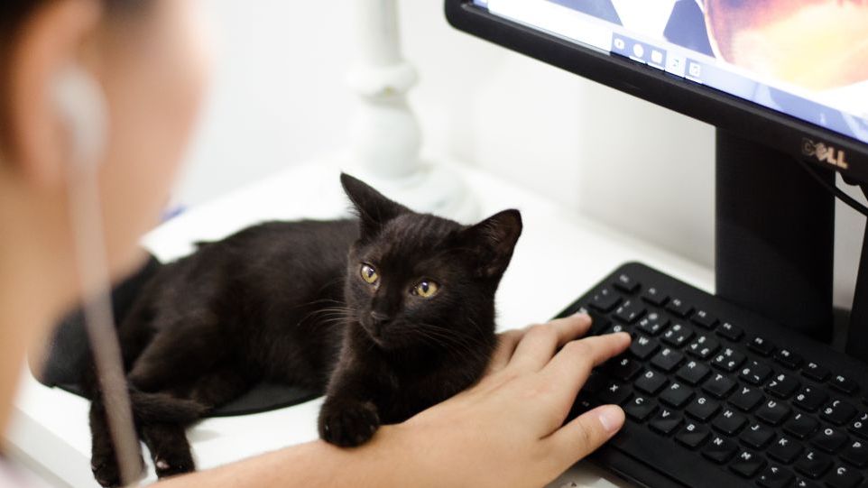 Schwarze Katze neben Tastatur auf Schreibtisch