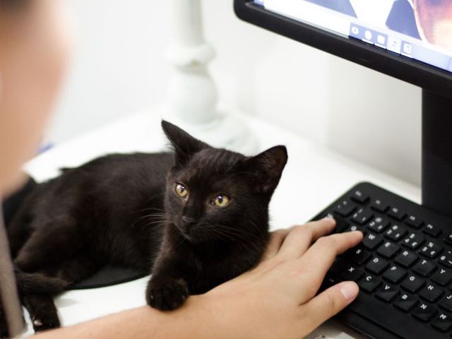 Schwarze Katze neben Tastatur auf Schreibtisch