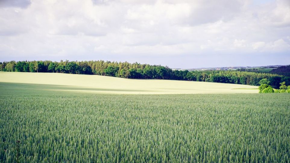 Weizenfeld