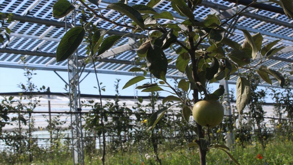 Apfelbäume unter Agri-PV-Anlage