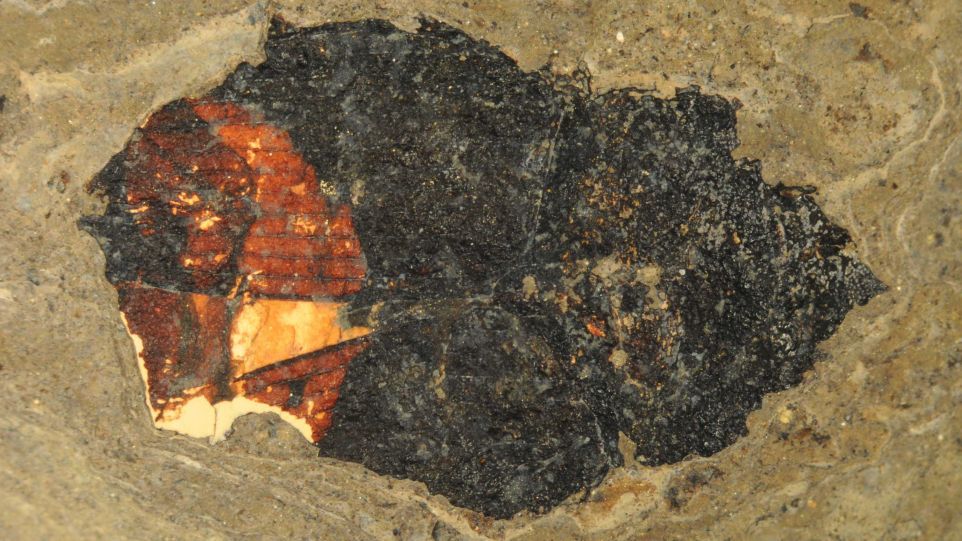 Fossiler Blütenstaub im Darmtrakt eines Käfers Gelb leuchtende Pollen im Darmtrakt eines fossilen Käfers