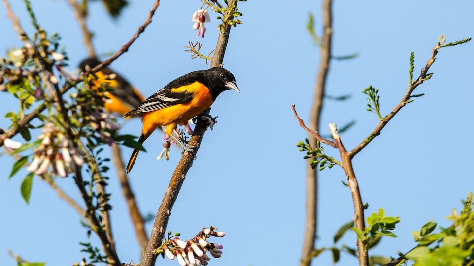 Orangener Pirol, schräg auf einem Ast sitzend