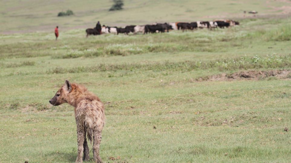 Massai-Hirten mit Rindern auf einer Wiese, im Vordergrund eine Hyäne