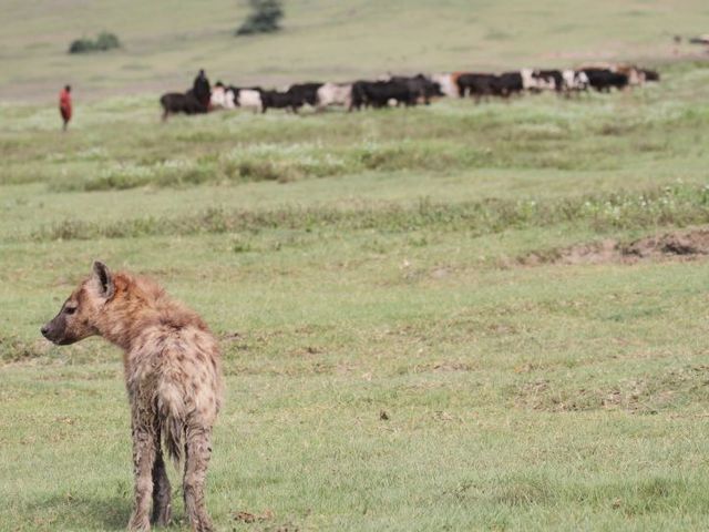 Massai-Hirten mit Rindern auf einer Wiese, im Vordergrund eine Hyäne
