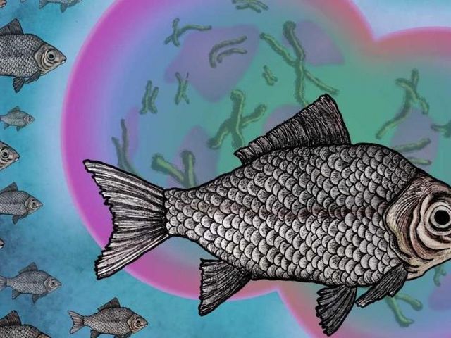 Illustration des Giebels
