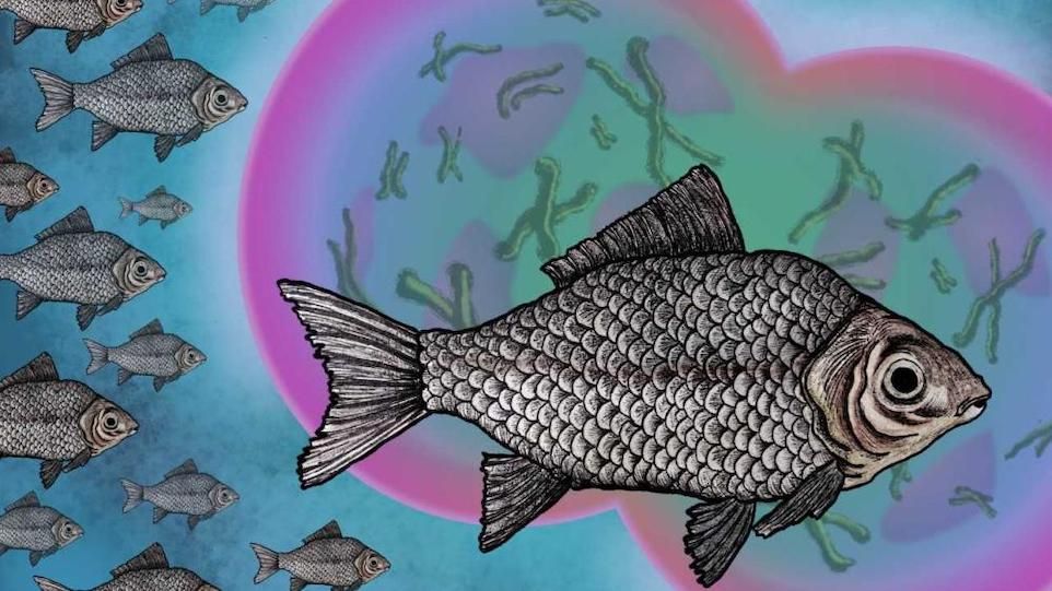 Illustration des Giebels