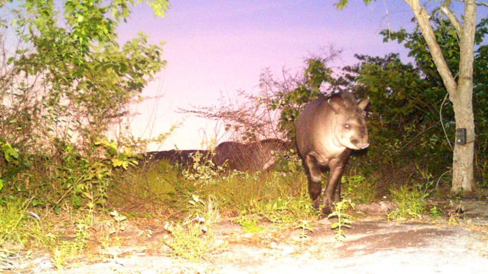 In die Kamerafalle getappt: Flachlandtapir Flachlandtapir