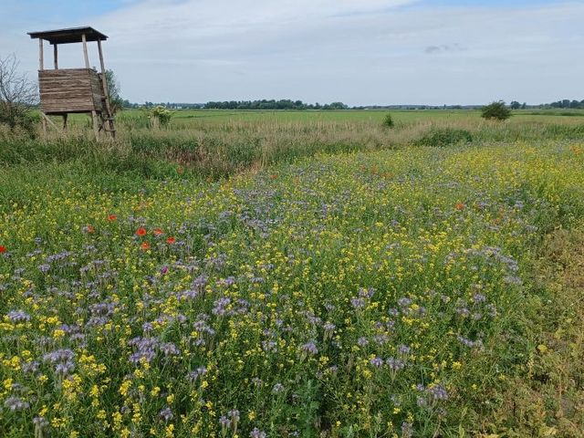 Wildblumenwiese