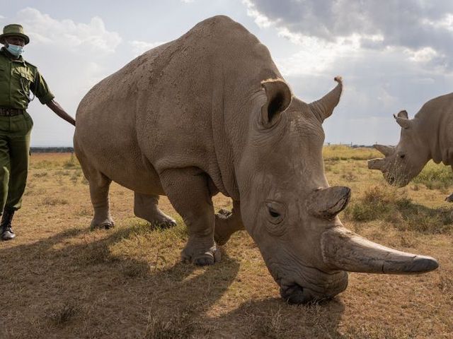 Nördliches Breitmaulnashorn mit Pfleger in Kenia.