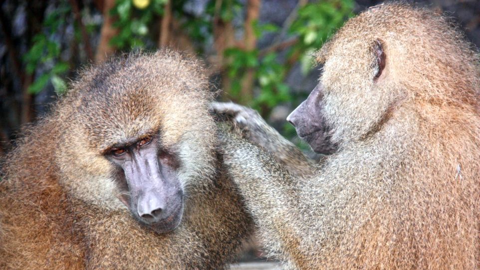 Zwei männliche Guineapaviane bei der Fellpflege