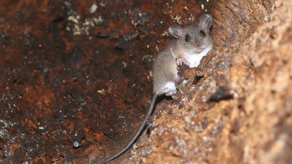 Nagetier aus der Gattung der Mosaikschwanzratten Nagetier