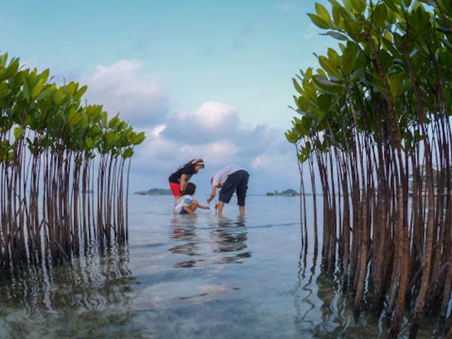 Mangrovenaufforstungsgebiet auf den Seribu-Inseln