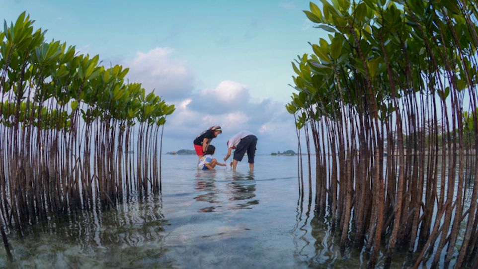 Mangrovenaufforstungsgebiet auf den Seribu-Inseln