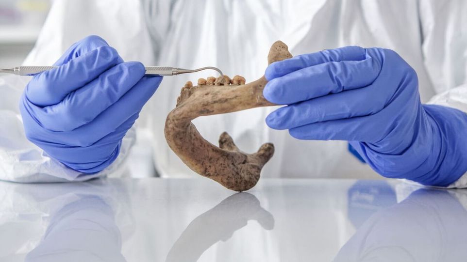 Foto zur siegreichen Pressemitteilung: Mikroben sind die größten Chemiker der Natur, und durch die Untersuchung der Genome uralter Bakterien lassen sich möglicherweise neue Verwendungsmöglichkeiten für sehr alte Moleküle entdecken. Forscher untersucht Steinzeit-Gebiss
