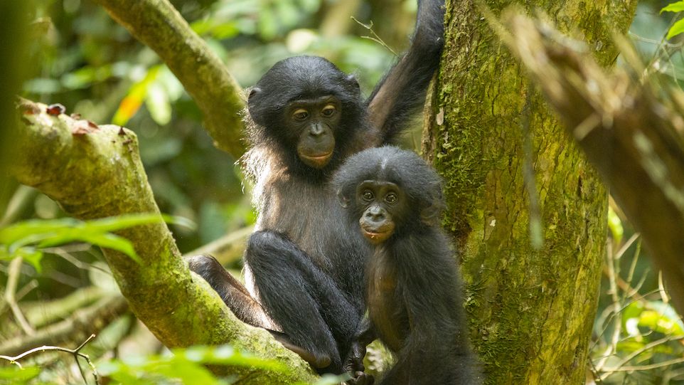 Bonobo-Geschwister in einer Forschungsstation