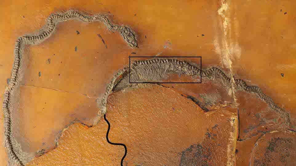 Fossilfund der Messelboa