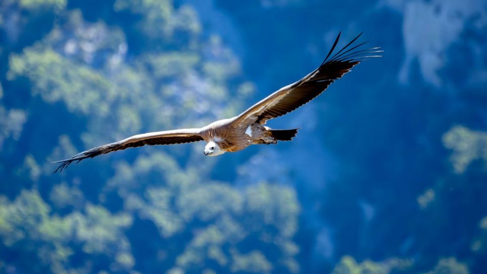 Geier im Gleitflug