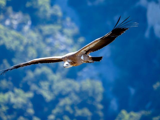 Geier im Gleitflug