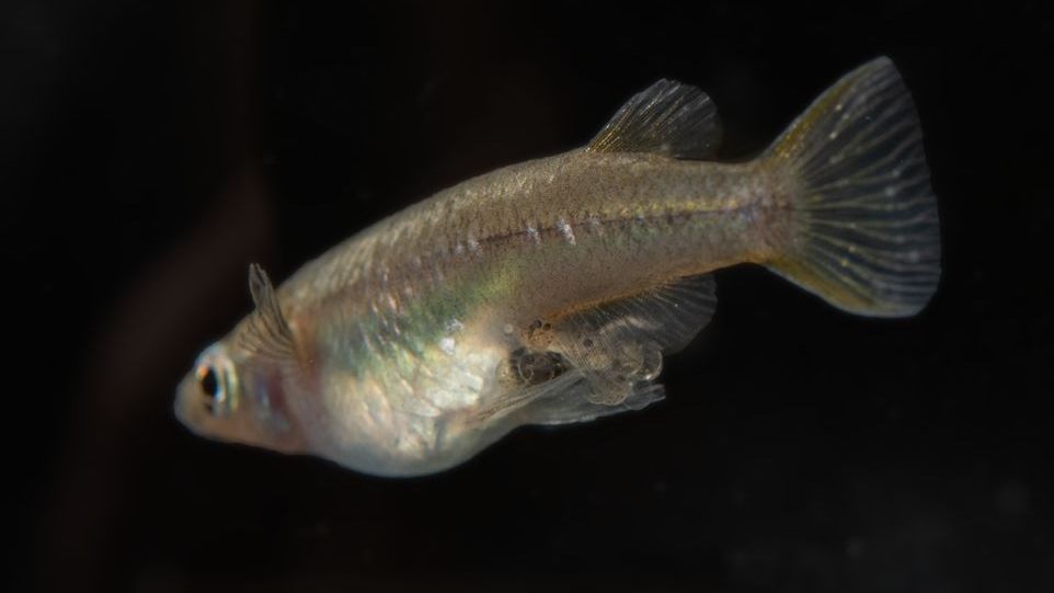 Bauchbrütendes Reisfischweibchen