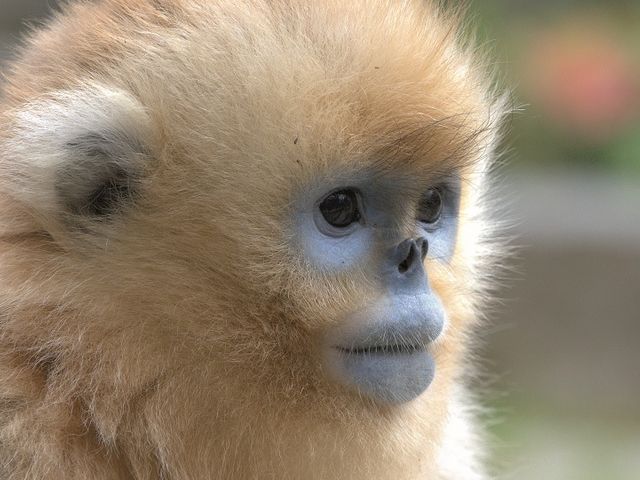  Juvenile golden snubnosed monkey