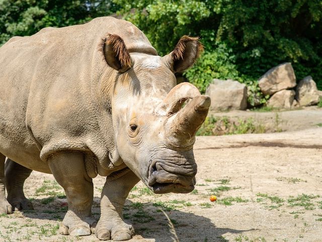 Nördliches Breitmaulnashorn Nabire im Safari Park Dvur Kralove